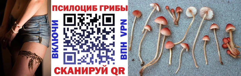 Псилоцибиновые грибы Magic Shrooms kraken tor darknet какой сайт дарнет шоп Похвистнево